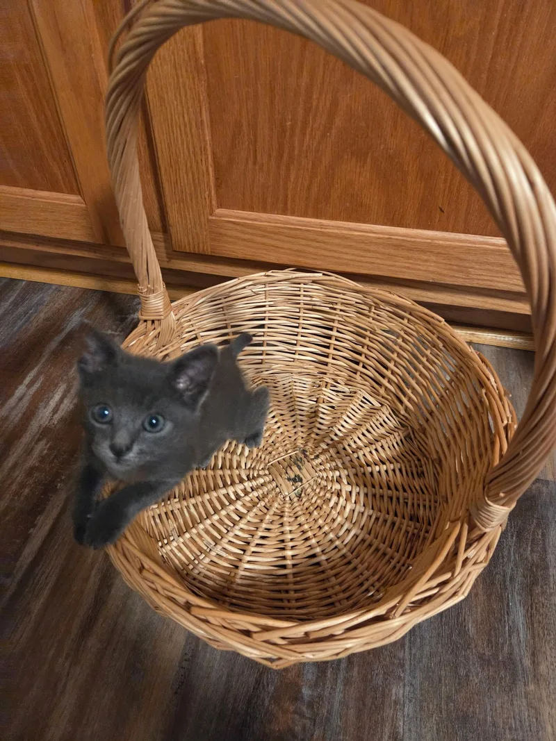 A baby small-sized male Gray / Blue / Silver Domestic Short Hair cat named Tippi for adoption in Locust Grove, GA