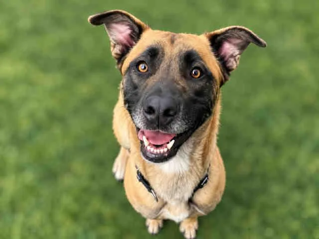 An adult medium-sized male Shepherd dog named Frodo for adoption in Bonita, CA