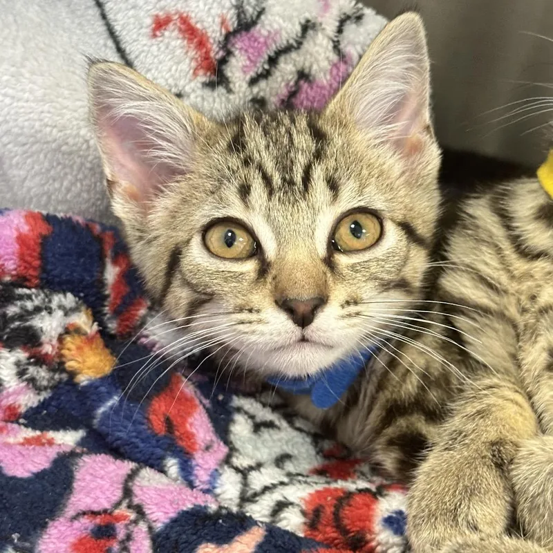 A baby small-sized male Brown / Chocolate Domestic Short Hair cat named Smash Burger for adoption in Franklin, TN