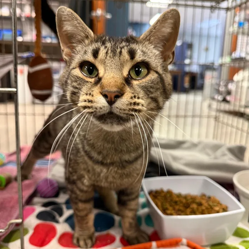 A baby small-sized female Brown / Chocolate Domestic Short Hair cat named Bogo for adoption in Richmond, IN