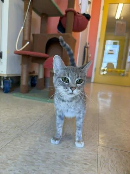 An adult medium-sized female Domestic Short Hair cat named Fallout for adoption in Scottsbluff, NE
