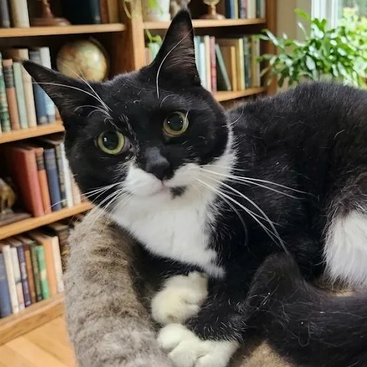 A young medium-sized female Black & White / Tuxedo Tuxedo cat named Nevaeh for adoption in Maple Shade, NJ