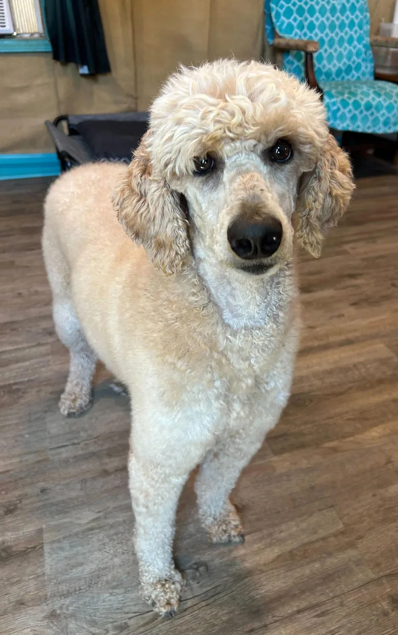 An adult large-sized female Standard Poodle dog named Sunny June for adoption in Pacolet, SC