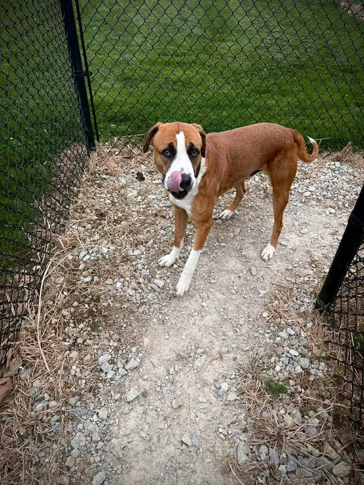 An adult large-sized male Tricolor (Brown, Black, & White) Saint Bernard dog named Kingston for adoption in Greensburg, IN