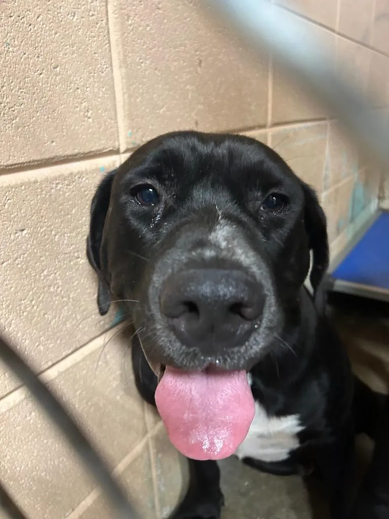 A young medium-sized male Labrador Retriever dog named Chance for adoption in Gautier, MS