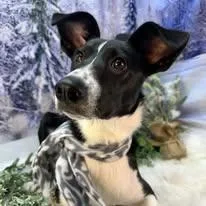 A young medium-sized female Black Border Collie dog named Asha for adoption in Winchester, KY