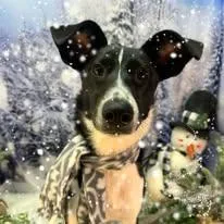 Asha thumbnail 5