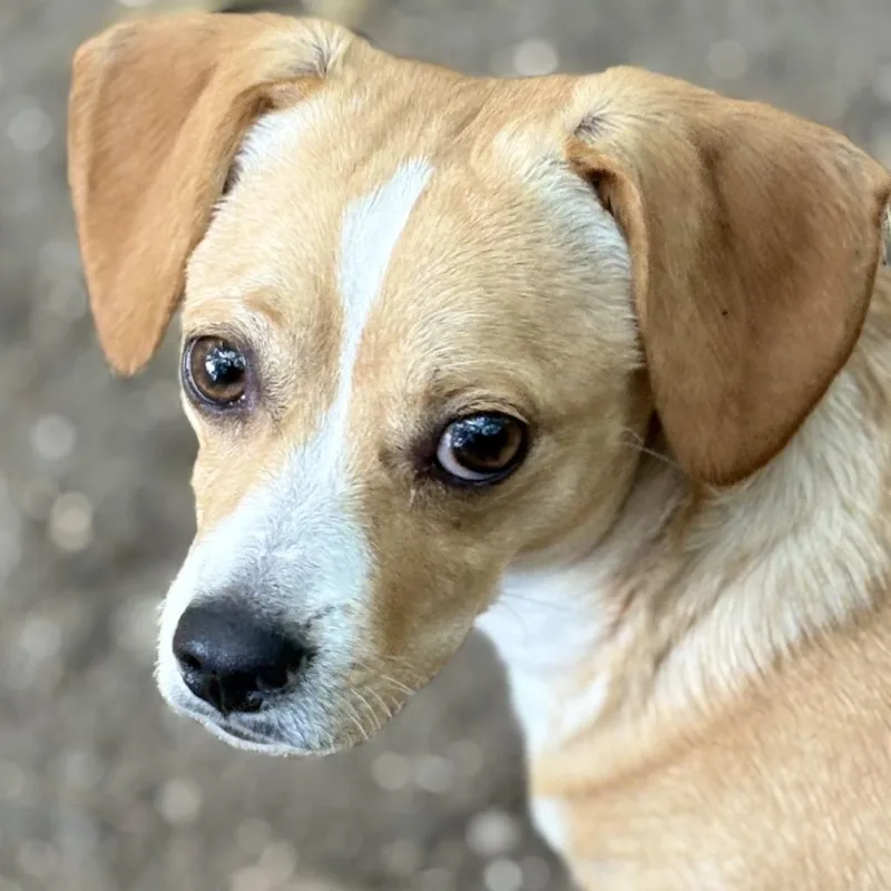 A young small-sized male Red / Chestnut / Orange Beagle dog named Marley for adoption in Calverton, NY