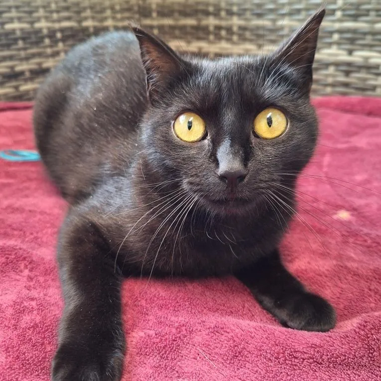 An adult medium-sized female Black Domestic Short Hair cat named Gamora for adoption in Attica, NY