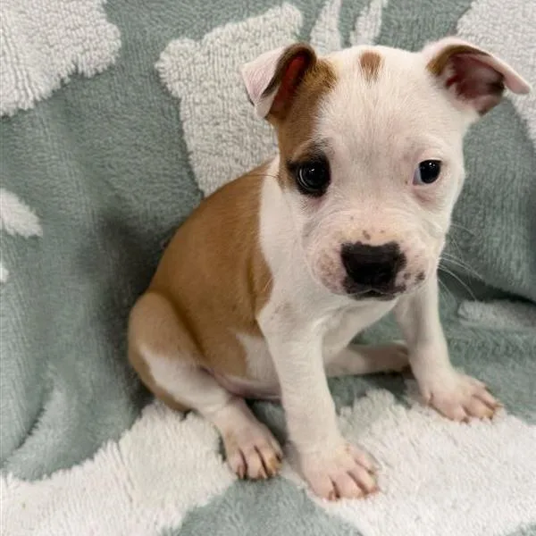 A baby small-sized male White / Cream Boston Terrier dog named Inti for adoption in Long Beach, CA