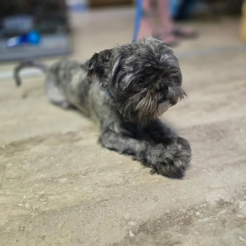 A young small-sized male Gray / Blue / Silver Shih Tzu dog named Sterling for adoption in Hinesville, GA