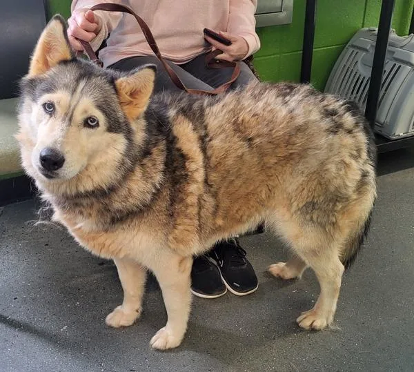 An adult large-sized female Siberian Husky dog named Pen for adoption in Lawrenceville, GA