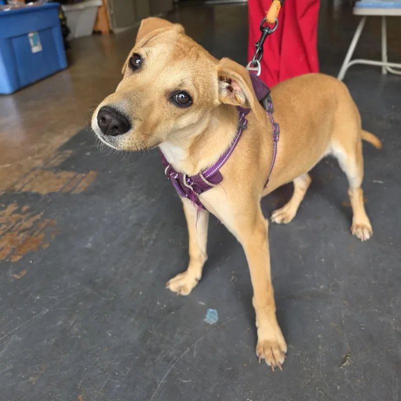 A baby medium-sized female Golden Yellow Labrador Retriever dog named Cupcake for adoption in Denison, TX