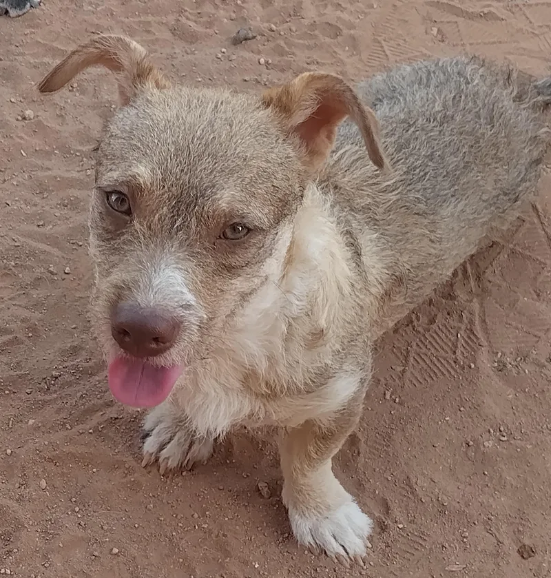 A young small-sized female Chiweenie dog named Gypsy for adoption in El Paso, TX