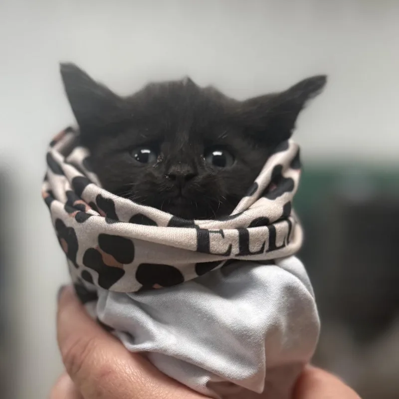 A baby small-sized male Black Domestic Short Hair cat named Lil Mister WhizC for adoption in East Saint Louis, IL