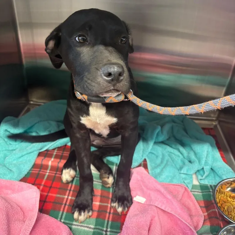 A baby medium-sized female Black Pit Bull Terrier dog named Sasha for adoption in Morganton, NC