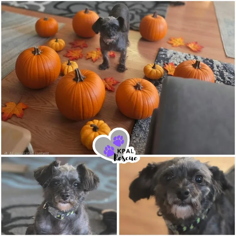 An adult small-sized male Gray / Blue / Silver Yorkshire Terrier dog named Hammie for adoption in Kenai, AK