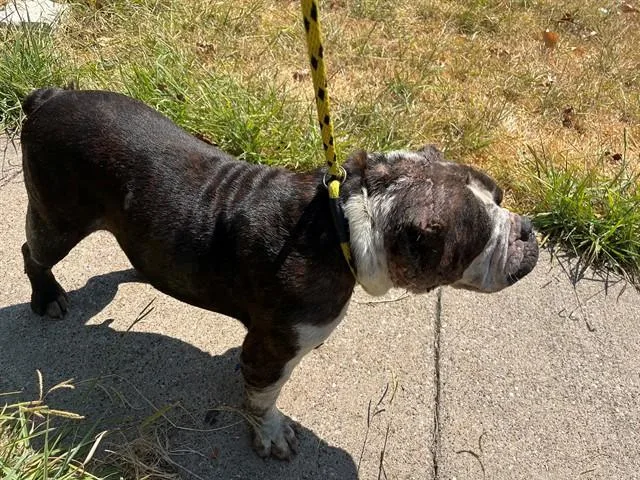 An adult medium-sized female American Bulldog dog named Sky for adoption in Garland, TX