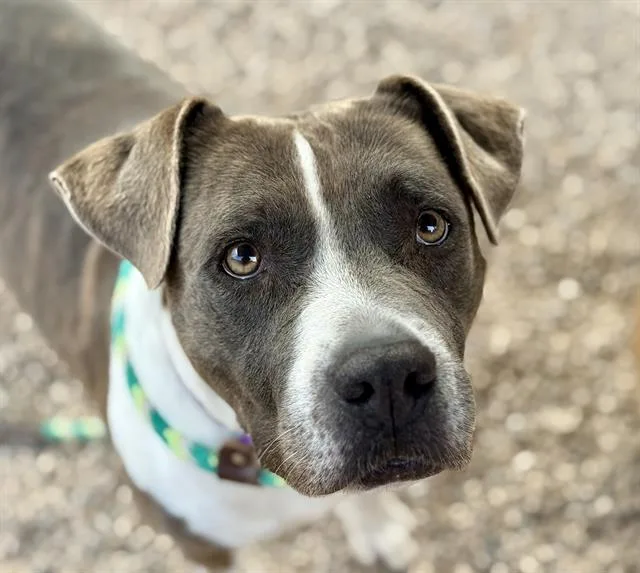 An adult large-sized female Pit Bull Terrier dog named Trudee for adoption in Tucson, AZ
