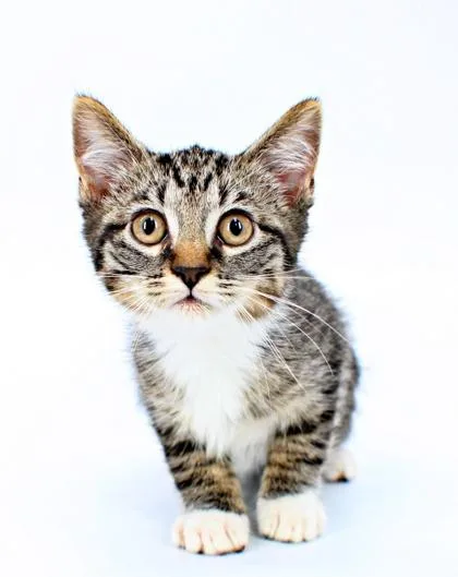 A baby small-sized female Domestic Short Hair cat named Maple for adoption in Morton Grove, IL