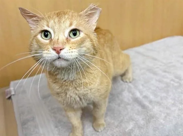 An adult small-sized male Domestic Short Hair cat named Cheddar for adoption in Saint Louis, MO