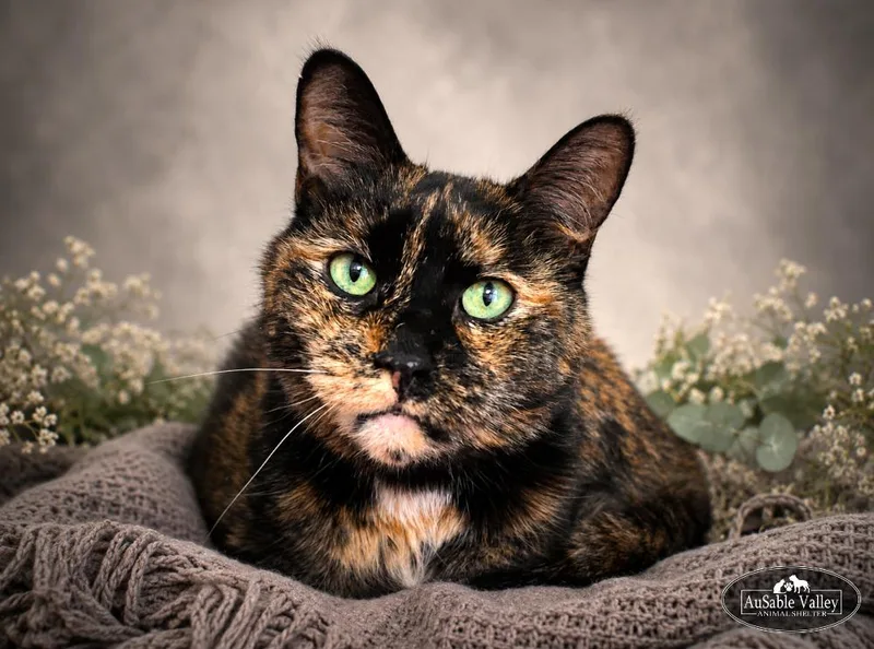 A senior medium-sized female Tortoiseshell Domestic Short Hair cat named Darby for adoption in Grayling, MI