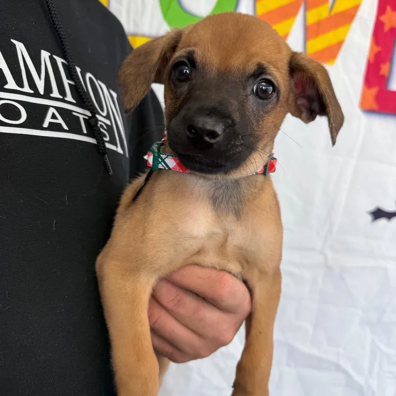 A baby medium-sized female Black Labrador Retriever dog named Wynonna for adoption in Normal, IL