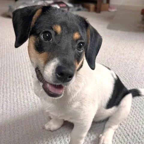 Bluey