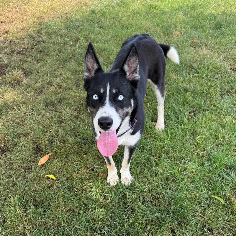 A young medium-sized female Black Husky dog named Roxy for adoption in Fresno, CA