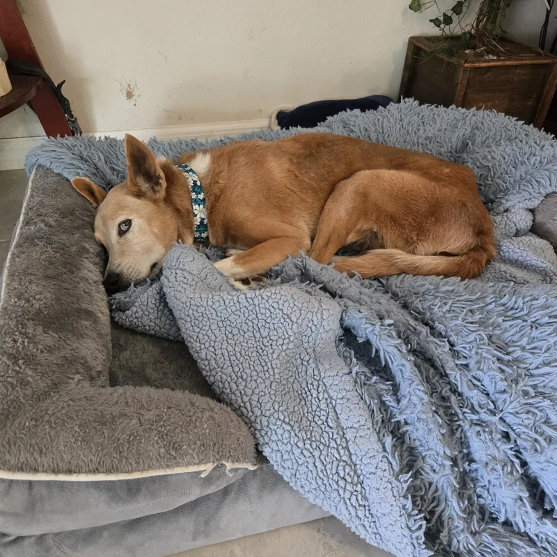 A senior medium-sized female Husky dog named Angel for adoption in Wesley Chapel, FL