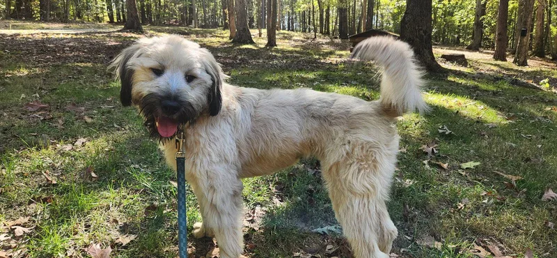 An adult medium-sized female Wheaten Terrier dog named Winnie for adoption in Pittsboro, NC