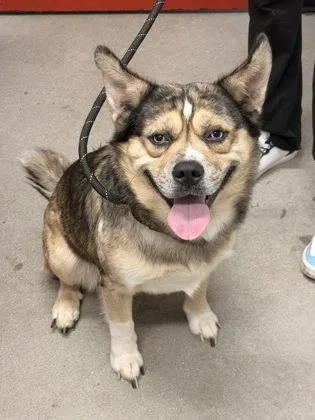 An adult large-sized male Mixed Breed dog named Enzo for adoption in West Chester, PA