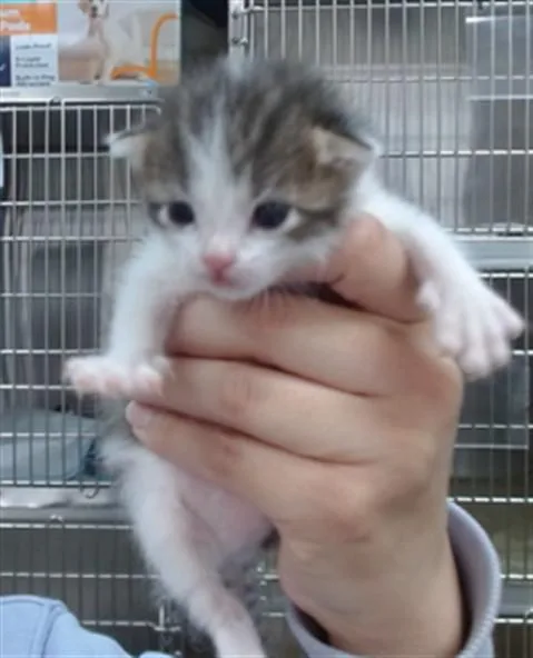 A baby small-sized female Domestic Short Hair cat named Cleo for adoption in Salinas, CA