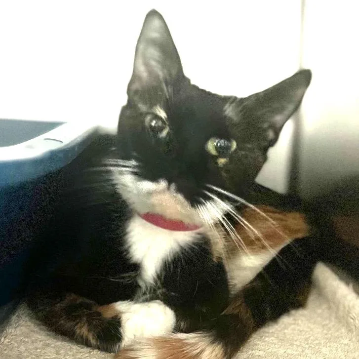 A young medium-sized female Orange / Red Domestic Short Hair cat named Jubilee for adoption in Lakeland, FL