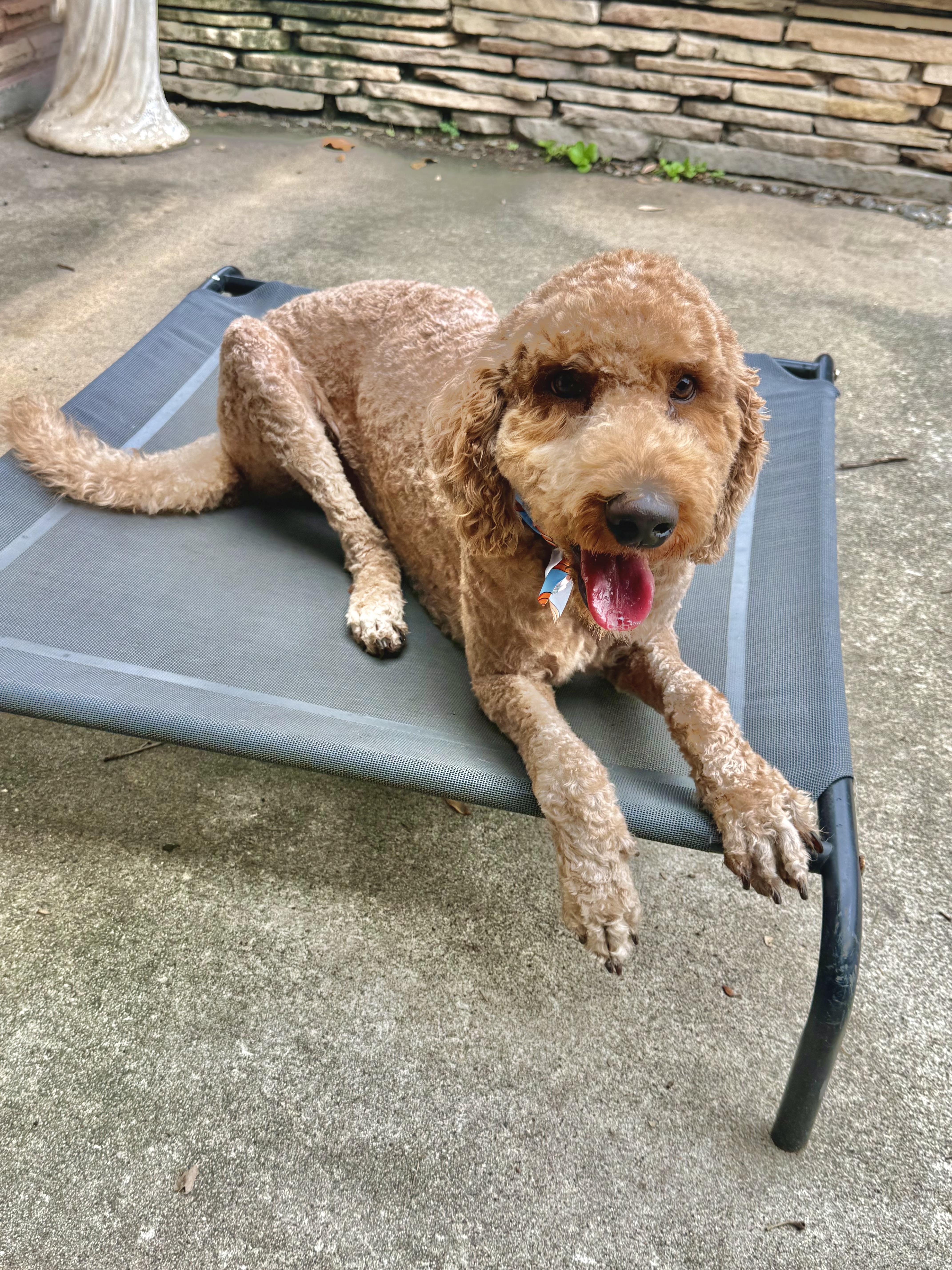 An adult medium-sized male Goldendoodle dog named Bear for adoption in Houston, TX