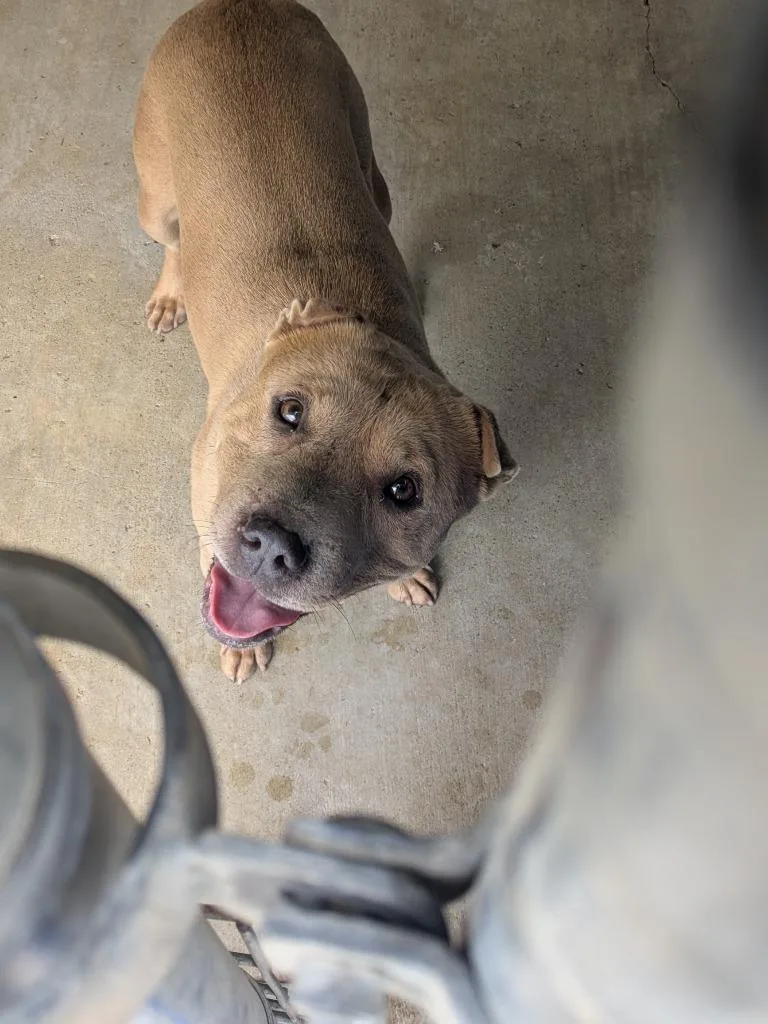 A young medium-sized female Pit Bull Terrier dog named Daisy for adoption in Brownwood, TX