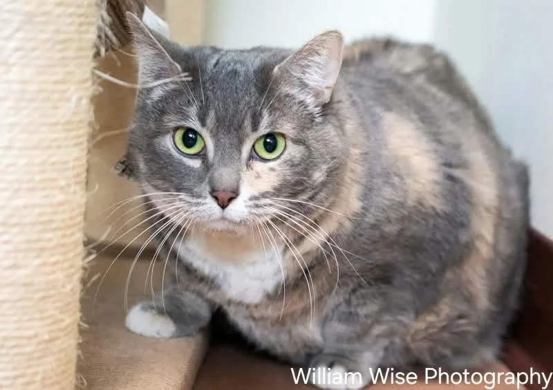 An adult extra large-sized female Domestic Short Hair cat named Luna for adoption in Social Circle, GA
