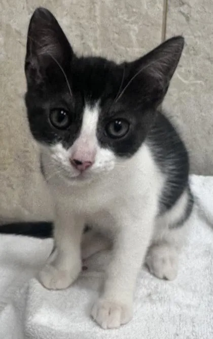 A baby small-sized female Domestic Short Hair cat named Laura for adoption in Honolulu, HI