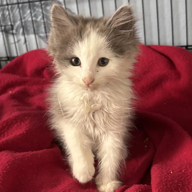 A baby small-sized male Gray / Blue / Silver Domestic Medium Hair cat named Owl for adoption in Sunnyvale, CA