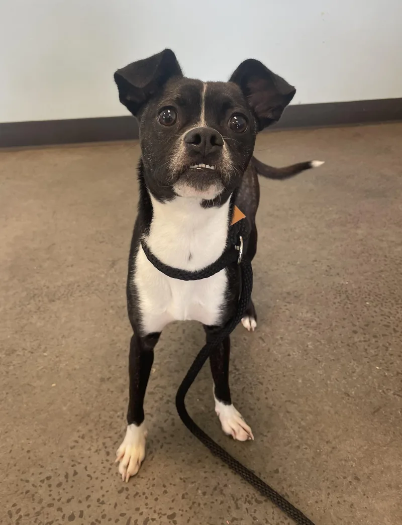 A young small-sized female Brindle Mixed Breed dog named Pupcake for adoption in Mishawaka, IN