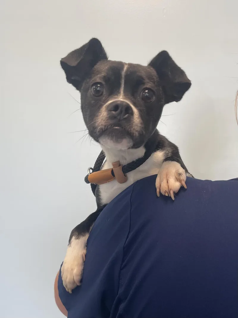 Pupcake thumbnail 2