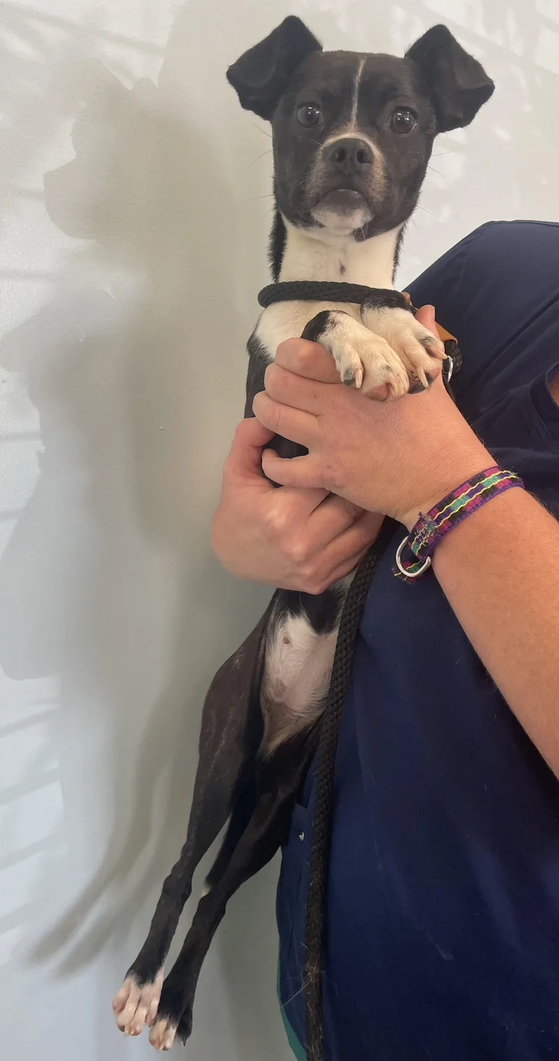 Pupcake thumbnail 6