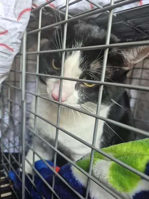 A young large-sized male Domestic Short Hair cat named Inky for adoption in Fort Lauderdale, FL