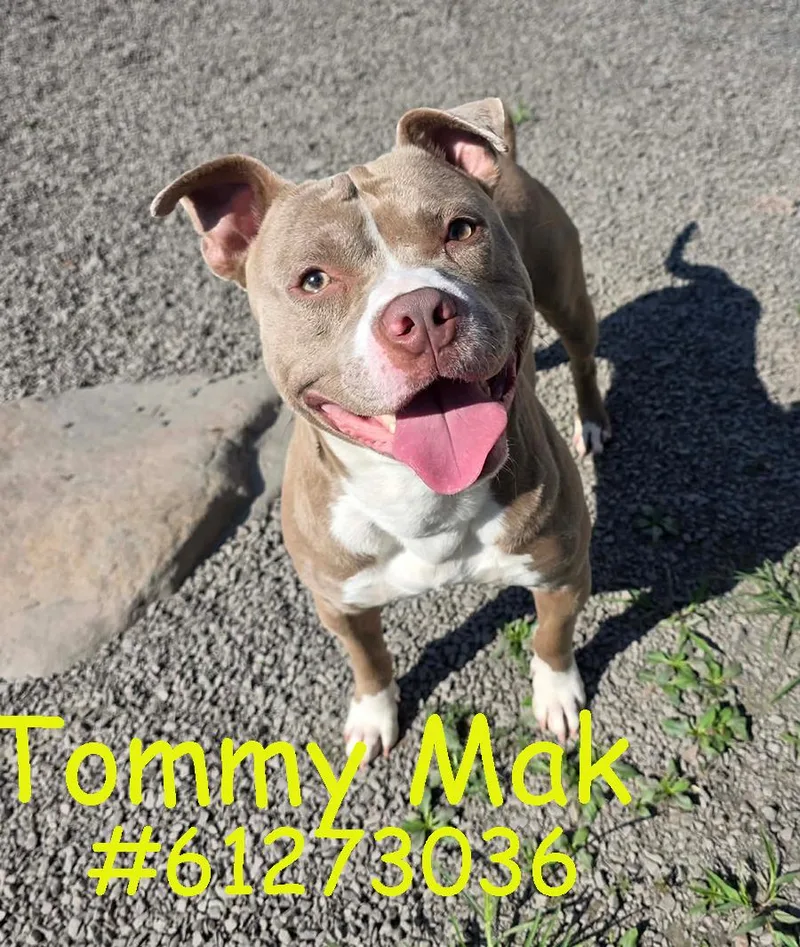 Tommy Mak