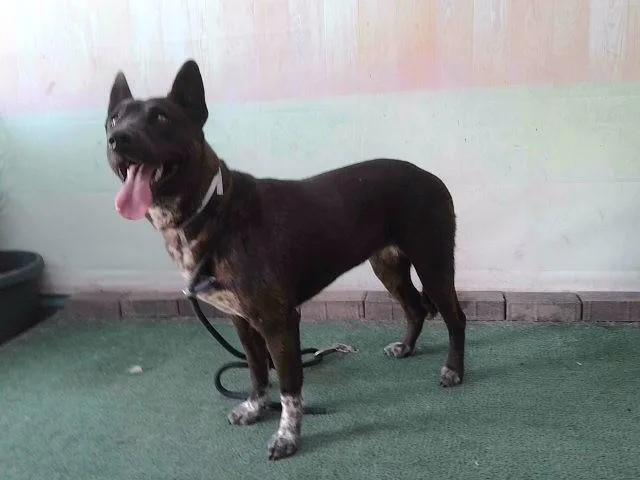 A young medium-sized female Australian Cattle Dog / Blue Heeler dog named Orea for adoption in Baldwin Park, CA
