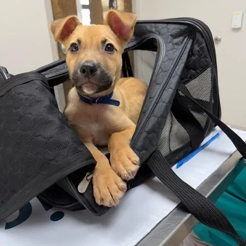 A baby medium-sized male Yellow / Tan / Blond / Fawn Carolina Dog dog named Noble for adoption in Rock Hill, SC