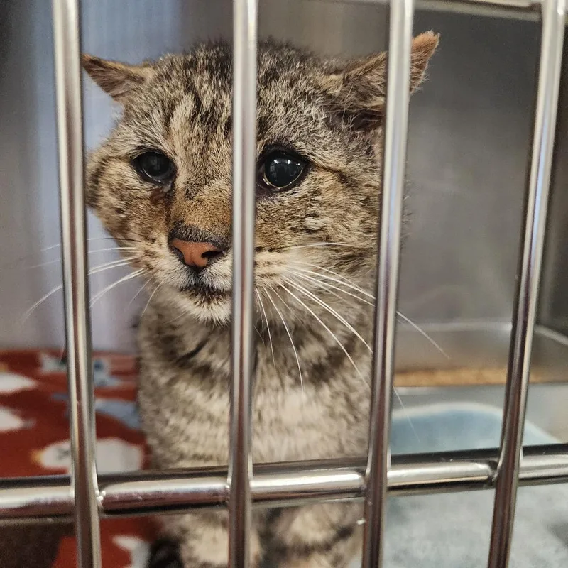 An adult small-sized male Gray / Blue / Silver Domestic Short Hair cat named Tom Tom for adoption in Evensville, TN