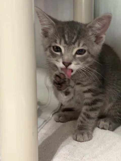 A baby medium-sized female Tabby (Gray / Blue / Silver) Domestic Short Hair cat named Yeti for adoption in Honesdale, PA