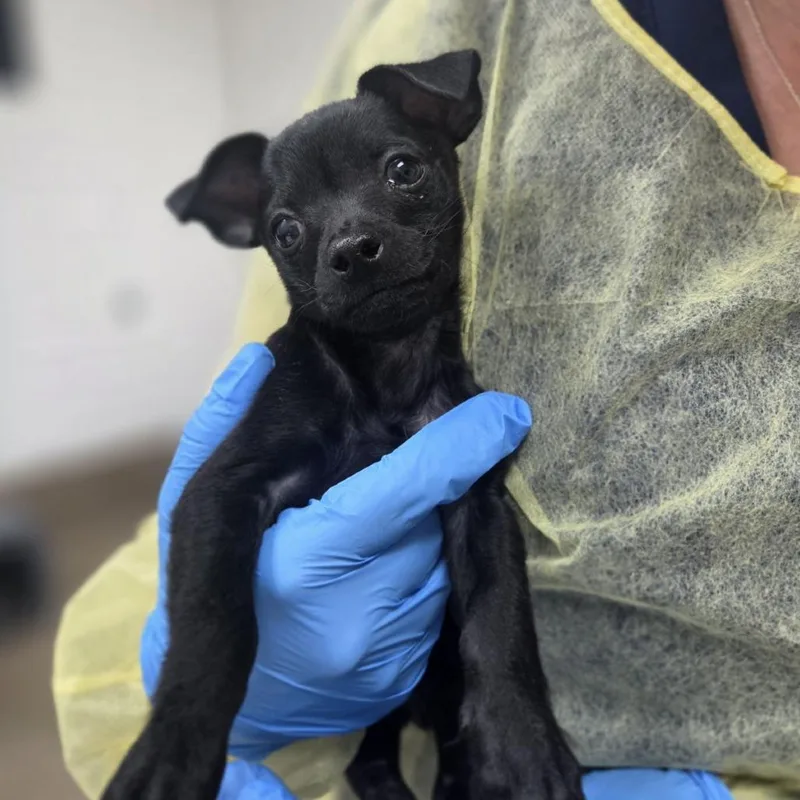 A baby small-sized male Black Chihuahua dog named Vanilli for adoption in Incline Village, NV