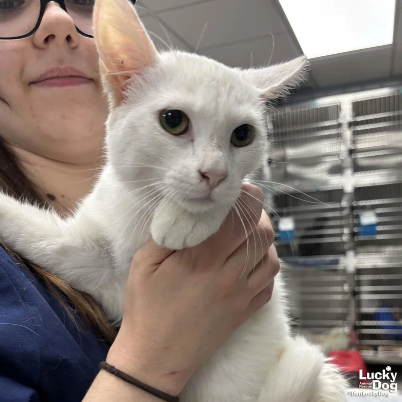 Fluffer Nutter thumbnail 2